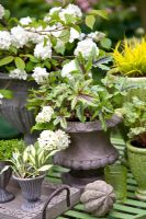 Group of containers and pots planted with Hosta 'Masquerade', Heucherella and Viburnum plicatum 'Thunberg's Original' 