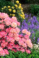 Spring garden at Cholmondeley Castle, Malpas, Cheshire. Rhododendron, Azalea Hyacinthoides - Bluebell