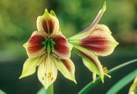 Hippeastrum papilio