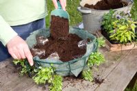 Planting up a hanging basket - side planting lobelia seedlings in lined wire basket, filling with compost