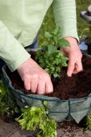 Planting up a hanging basket - planting Fushsia in lined wire basket