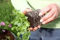 Planting up a hanging basket - planting Young plant in lined wire basket
