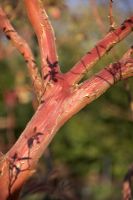 Arbutus x andrachnoides. Red peeling bark.
