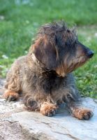 Small wire-haired Dachshund 'Alma' belonging to Piere and Isabelle Chatalus de Vialar.
