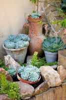 Echevaria in pots