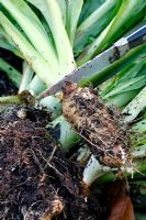 Preparing root of Chicory 'Lightning' for forcing - Chichorium intybus