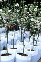 Young Apple trees in white containers 