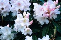 Rhododendron loderi 'King George'