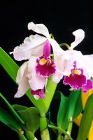 Cattleya trianae - Christmas Orchid