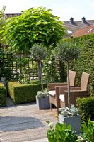 Decked patio in small formal urban garden. Backed by Taxus- Yew hedge. Olea europaea - Olive trees in pots. Catalpa bignonioides 'Nana' tree in background underplanted with low Buxus- Box hedges.