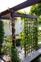 Pergola in small formal urban garden with Vitis vinifera- Grape vine.