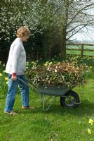 Woman with wheelbarrow containing spring prunings
