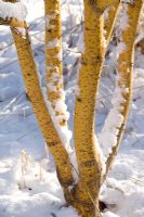 Acer rufinerve erythrocladum in snow

