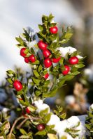 Ruscus aculeatus - Butchers Broom in snow at Hilliers Arboretum