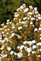 Pinus sylvestris 'Gold Medal'  in snow at Hilliers Arboretum.