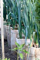 Leek forcing pots made from paired Provencal roofing tiles tied together.