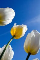 Low angle view of White Tulips against blue sky in spring