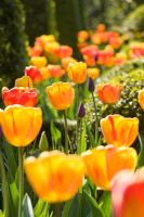 Orange Tulipa growing in parterre in spring