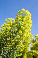 Euphorbia against blue sky
