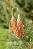 Pinus radiata - Monterey Pine
