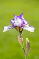 Iris 'Stepping Out'