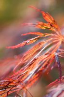 Acer palmatum 'Crimson Queen'