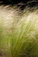 Stipa tenuissima