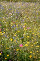 Wildflower meadow with daisies, cornflowers and Californian poppies - Future gardens, St Albans, Herts 