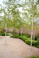 Future gardens, St Albans, Herts. 'Narratives of Nature'. Betula pubescens - Birch trees with fern underplanting