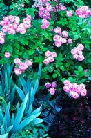 Rosa 'Raubritter' with foliage of Iris and Berberis in June