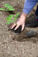 Planting out pot grown Butternut Squash plants. Placing seedling in hole in ground
