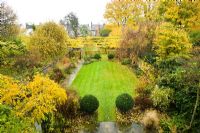 View of formal town garden in autumn with Box topiary, lawn, pleached field maples
