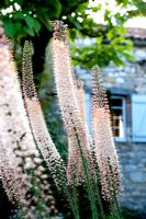 Eremurus Robustus - Foxtail Lily