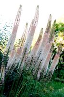 Eremurus Robustus - Foxtail Lily

