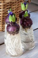 Hyacinthus bulbs in glass containers