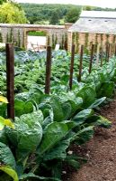 Brassicas growing in the kitchen garden - West Dean