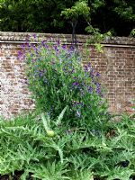 Walled kitchen garden with Lathyrus odoratus 'Matucana' - West Dean
