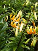 Lilium martagon - Turkscap lily