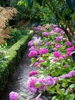 Hydrangea macrophylla 'Koningin Wilhelmina' tumbling over herringbone brick path