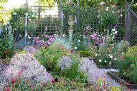 Small garden with Rosa and Allium Christophii