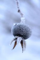 Rosa pimpinellifolia - Rose hip with frost