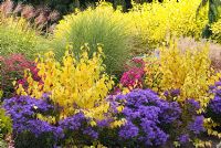 Aster amellus 'Veilchenkonigin' or 'Violet Queen', Cornus sanguinea 'Midwinter Fire', Aster novae-angliae 'Septemberrubin' syn. Aster 'September Ruby', Miscanthus sinensis 'Morning Light', Miscanthus sinensis 'Zebrinus' and Cornus alba 'Aurea' - Bressingham Gardens, Norfolk