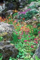 Primula candelabra - Candelabra Primroses growing amongst rocks at Parcevall Hall, Yorkshire