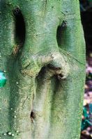 Ilex aquifolium - Holly trunk