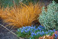 Spring border with Libertia ixioides 'Goldfinger', Phlomis anatolica 'Lloyd's Variety' and Muscari armeniacum