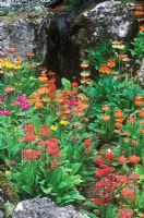 Primula candelabra - Candlelabra Primroses in a damp rock garden at Parcevall Hall Gardens