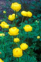 Trollius x cultorum 'Goldquelle' - Globeflower