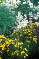 Coreopsis verticillata 'Zagreb', Miscanthus sinensis 'Kleine Silberspinne' and Leucanthemum x superbum 'T.E. Killin'    