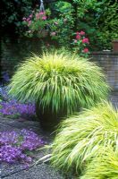 Hakonechloa macra 'Alboaurea' in container with Campanula poscharskyana growing in paving 