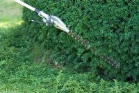 Man using long handled petrol driven hedge cutter with long blade to trim a Taxus baccata cone back into shape in September